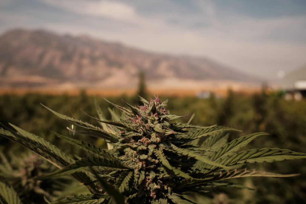 A cannabis plant growing in a field with mountains in the background