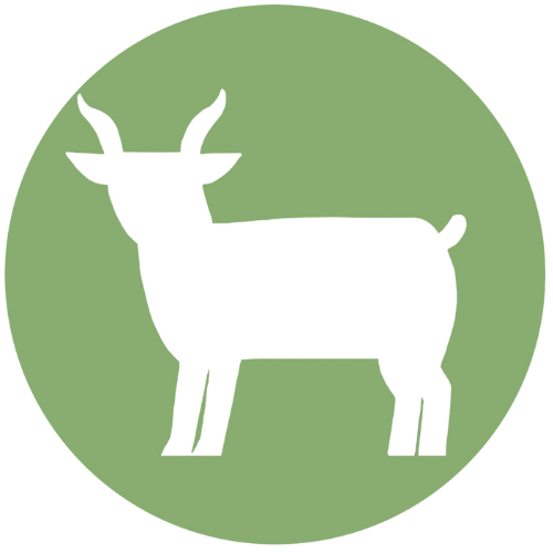 A deer standing in front of a green circle in the forest