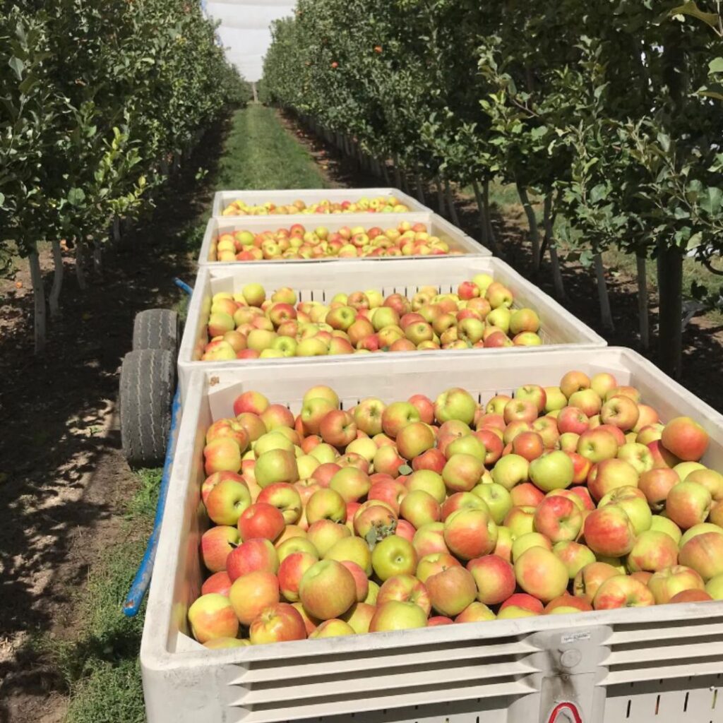 crates of apples outside on a tractor trailer