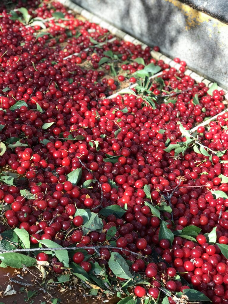 A bunch of fresh berries scattered on the ground