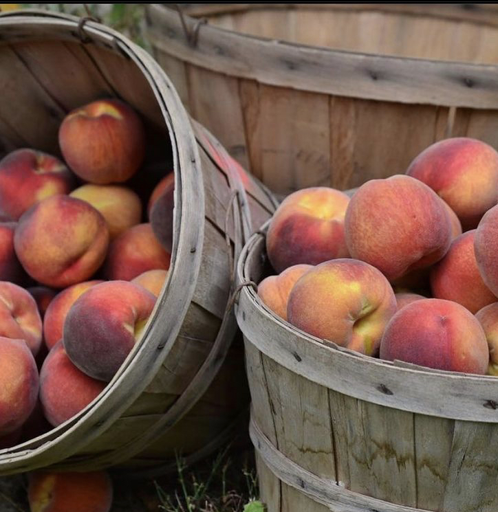 A basket of fresh peaches displayed next to a bucket of ripe peaches