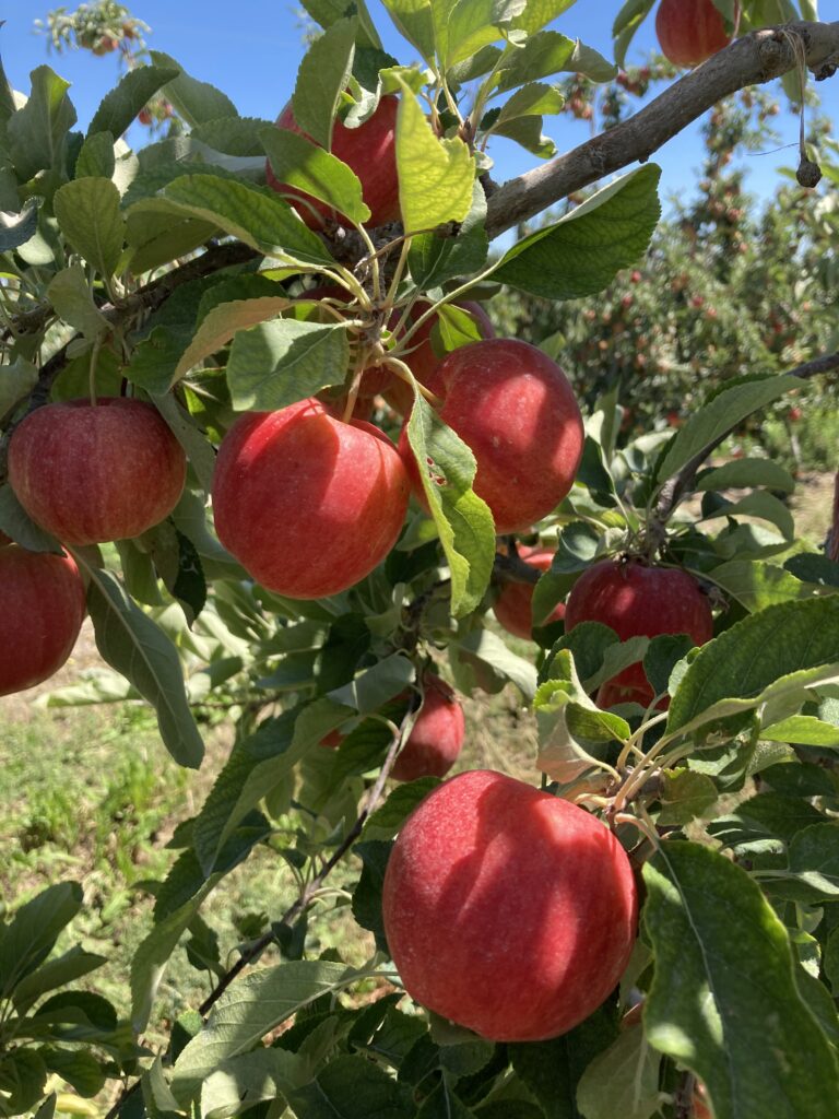 A tree filled with an abundance of ripe fruit