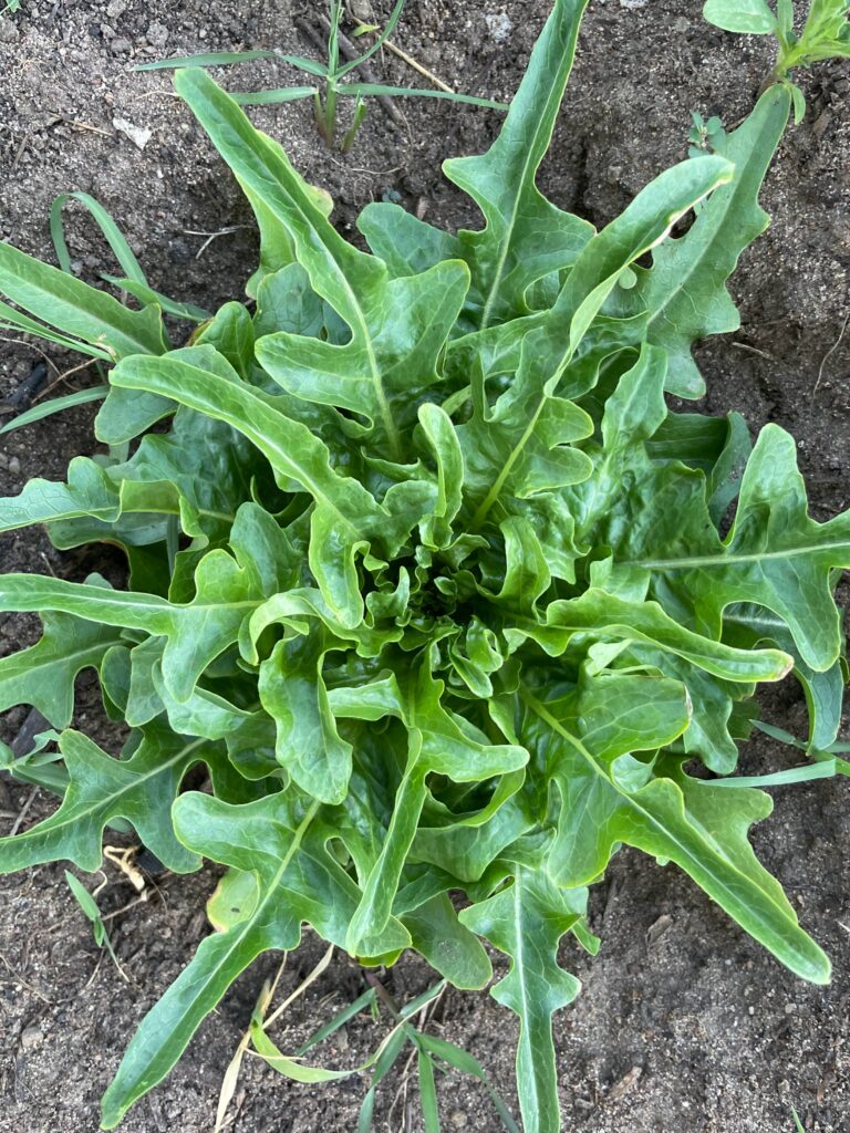 A close up of a plant growing in the dirt