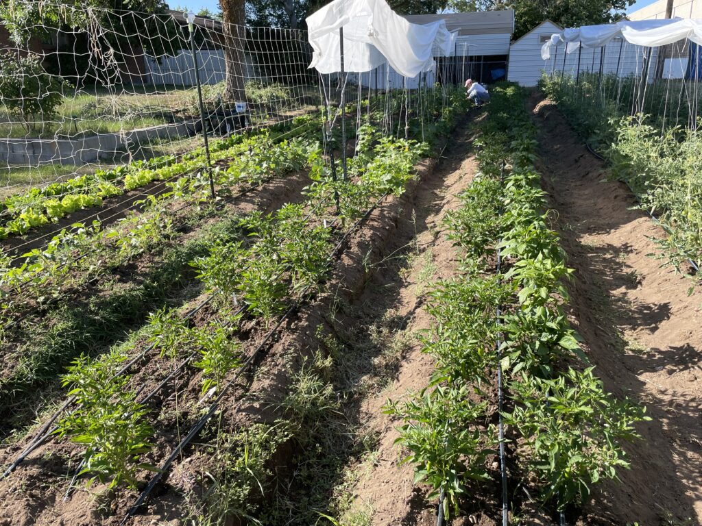 A row of lush green plants in a fenced-in garden