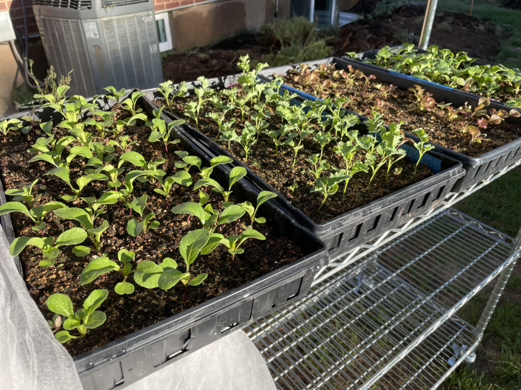 A variety of green plants displayed in a metal container