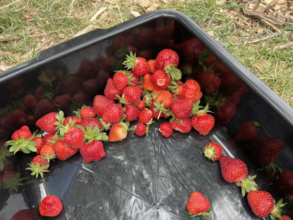 A bunch of ripe strawberries arranged on a sleek black tray