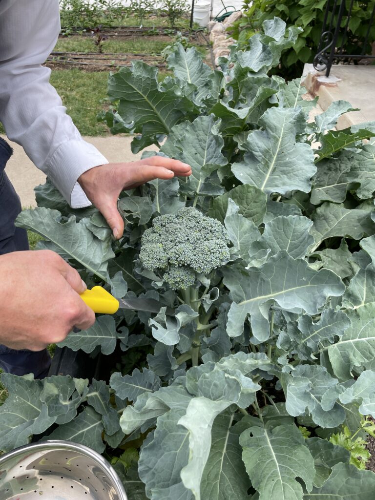 A person harvesting fresh broccoli from a garden