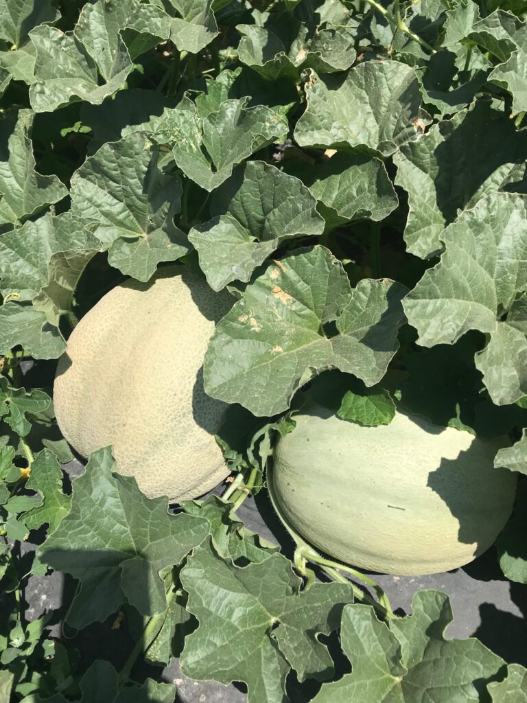 A squash plant thriving in a vast field