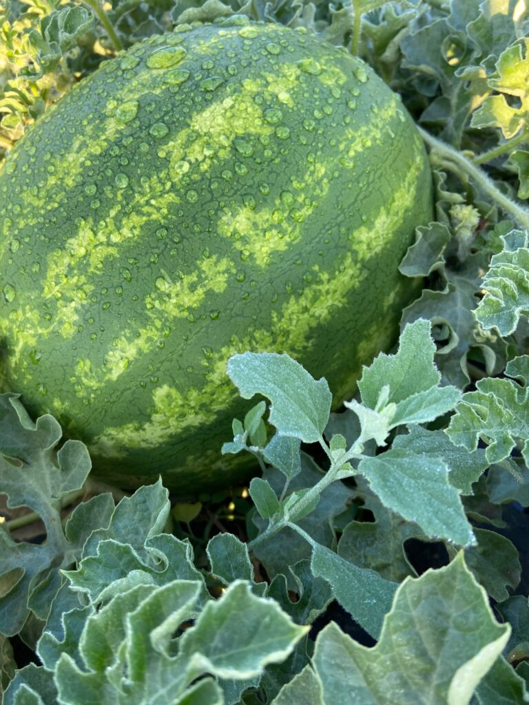 A ripe watermelon growing in a lush garden