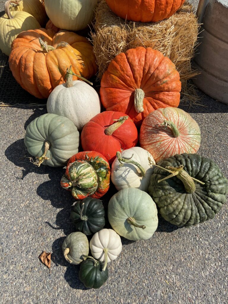 A pile of pumpkins sitting on the ground