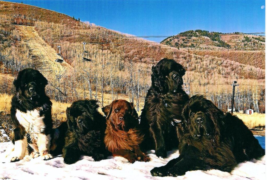 A pack of huskies resting together in a snowy landscape