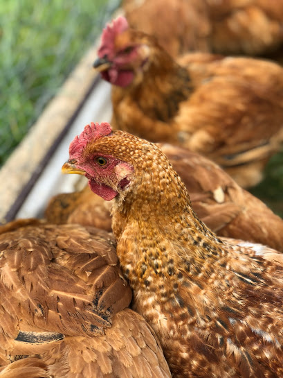 A flock of chickens standing together in a field