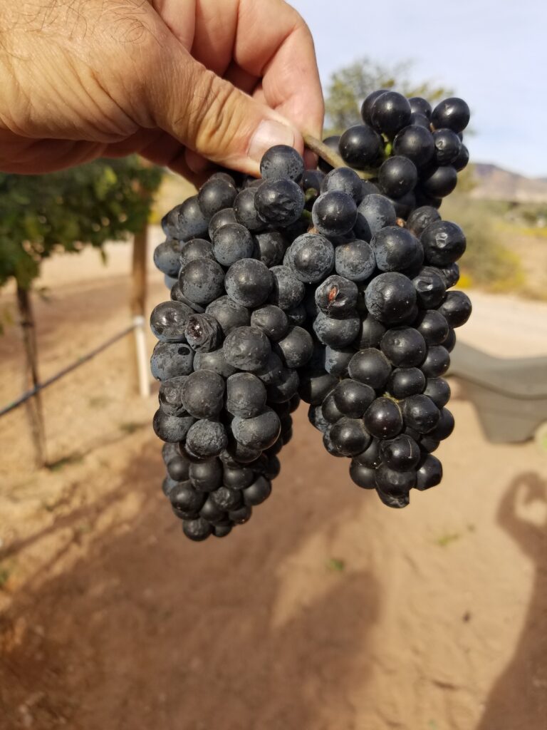 A person holding a bunch of grapes in their hand