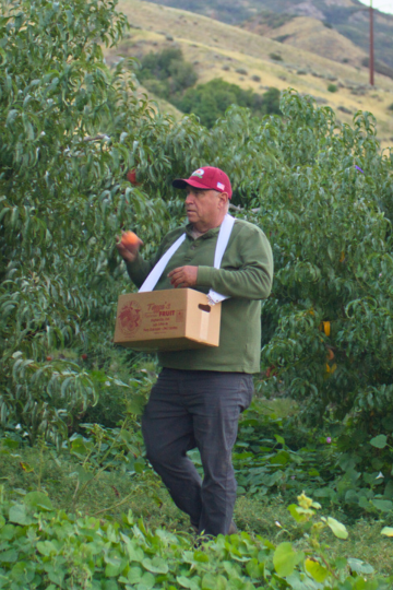 man picking peaches off of trees