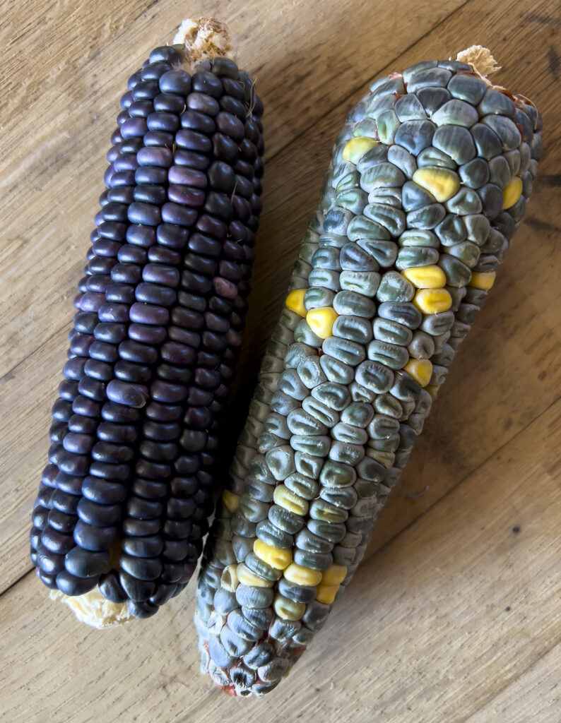 two corn cobs on a rustic wooden table