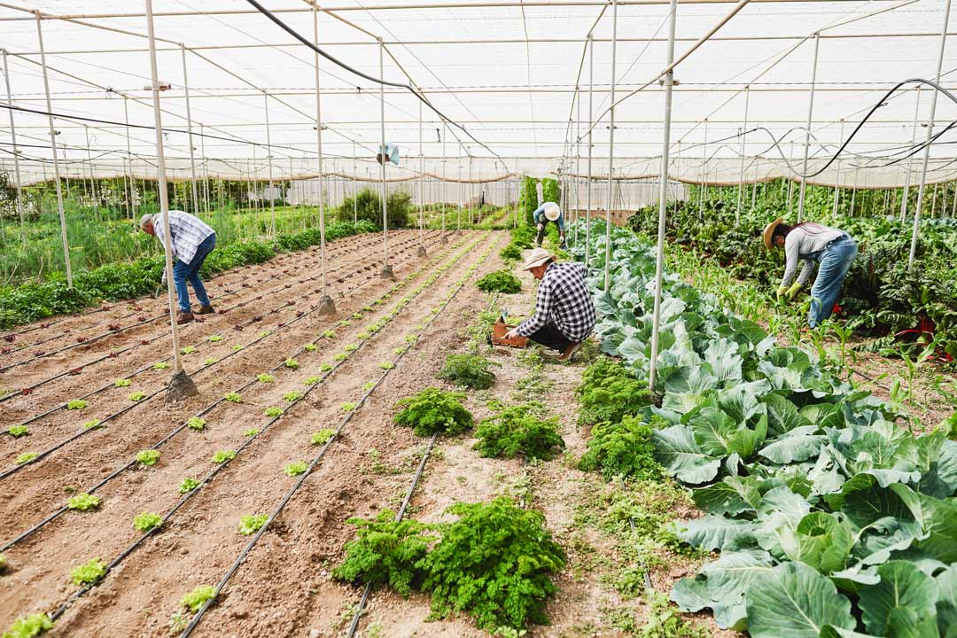 A group of gardeners caring for plants in a greenhouse