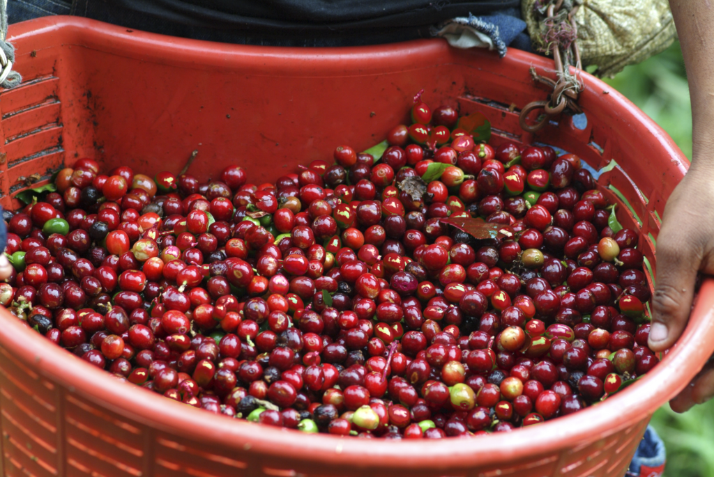 a person holding a bucket full of cherries and smiling
