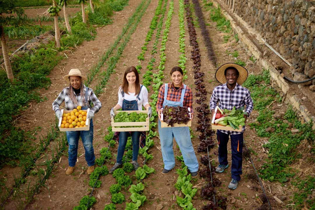 Featured image for “Family Farms Reimagined”