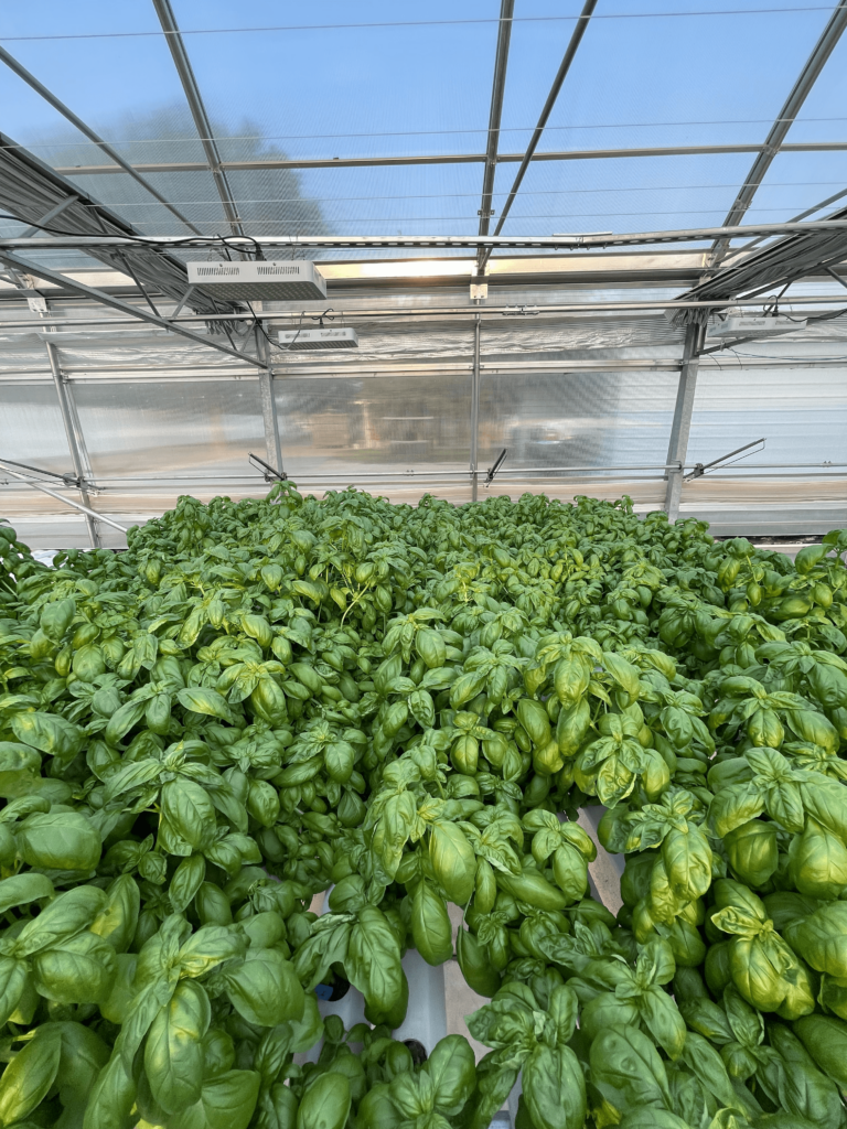 Green peppers thriving in a greenhouse