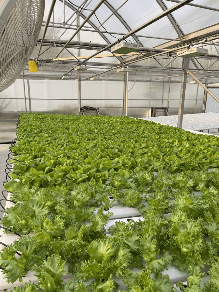 A greenhouse filled with a variety of lush green plants