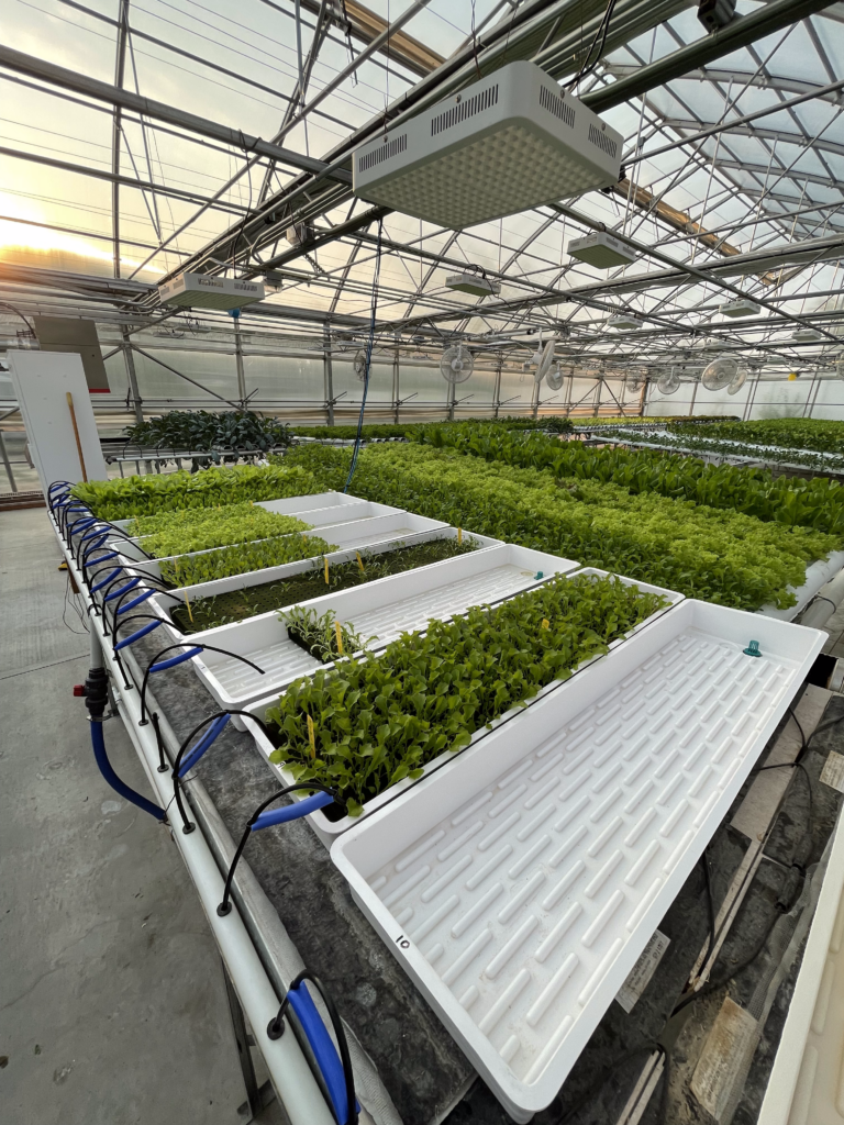 A greenhouse filled with a variety of lush green plants