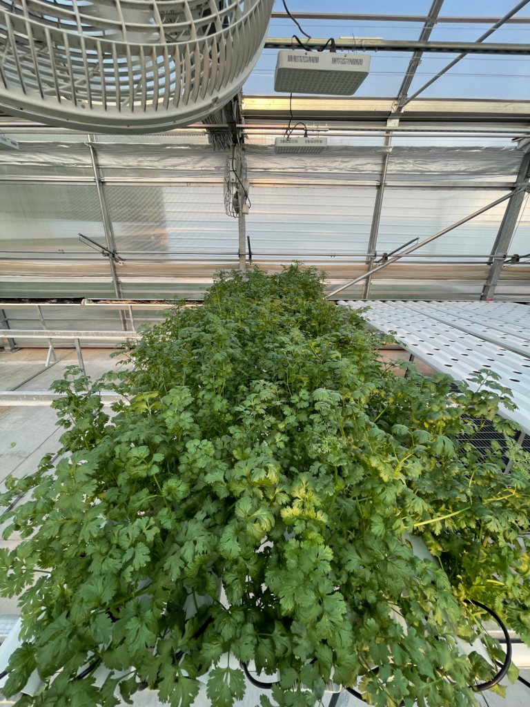 A lush green plant thriving in a greenhouse with a fan softly whirring in the background