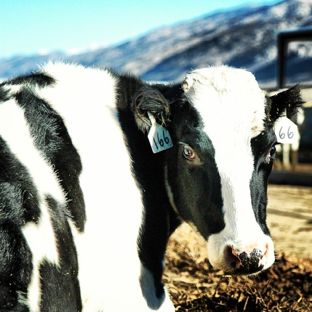 A black and white cow grazing in a dry grass field